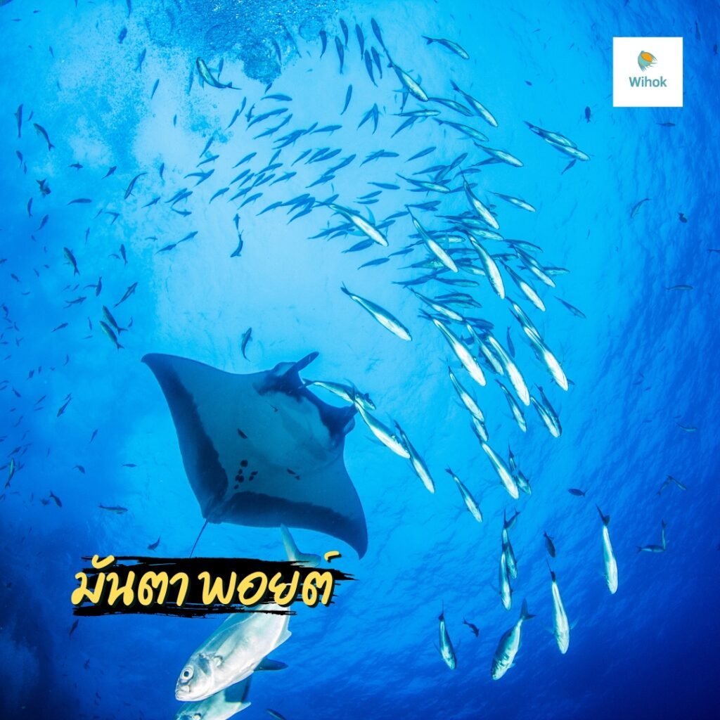 มันตา พอยต์ (Manta Point)