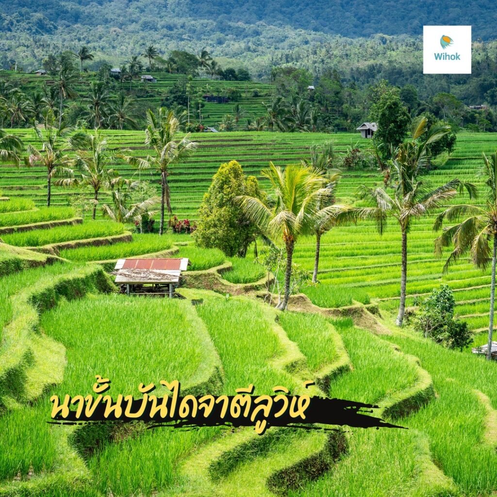 นาขั้นบันไดจาตีลูวิห์ (Jatiluwih Rice Terraces)