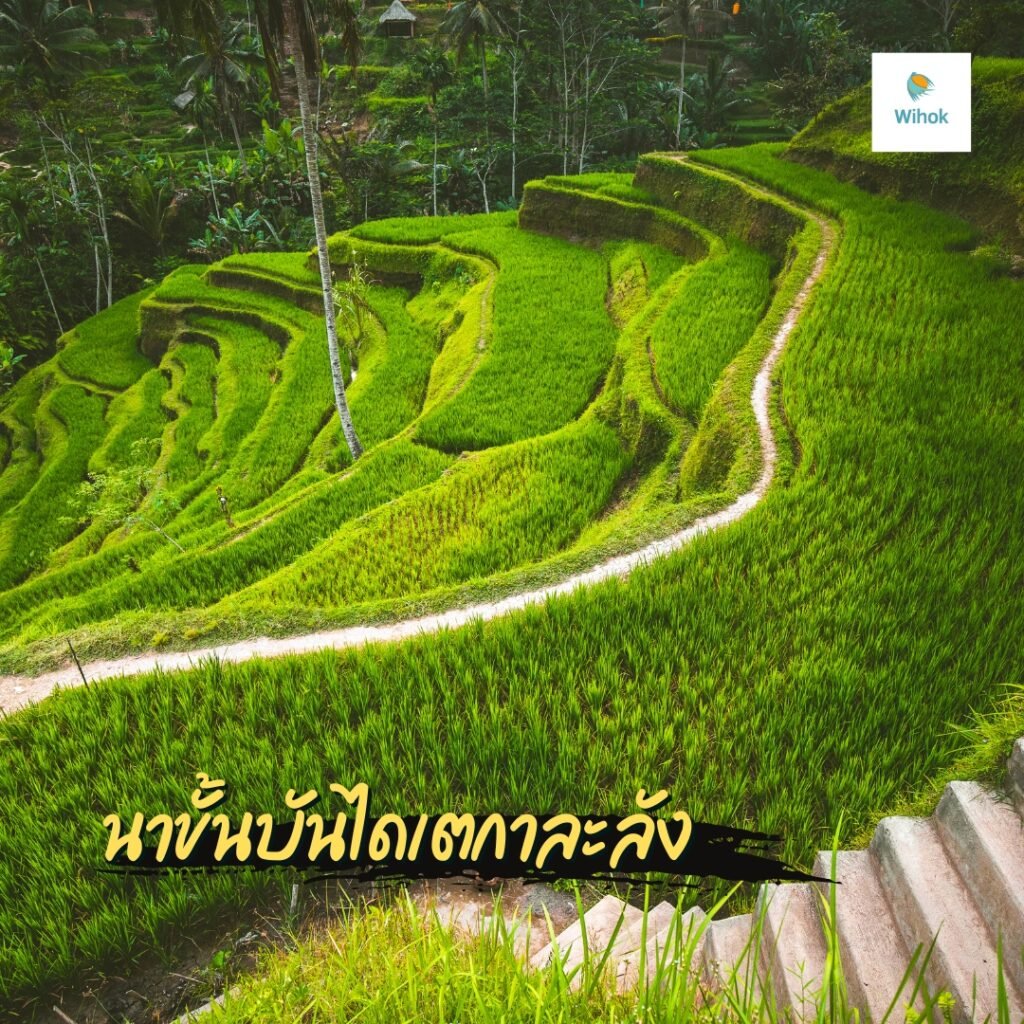 นาขั้นบันไดเตกาละลัง (Tegalalang Rice Terraces)