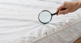 quick bed bug inspection