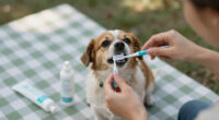 15 Best Pet Dental Care Products in 2026