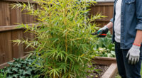 11 Best Privacy Plants in 2026