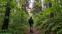Forest National Park Surges In Global Coverage