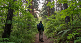 Forest National Park Surges In Global Coverage